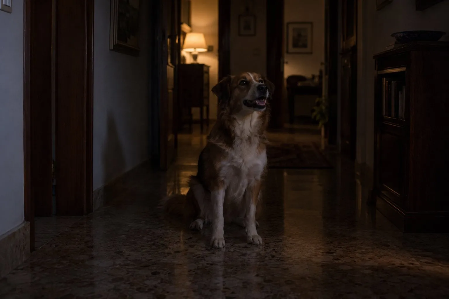 Cane seduto e sveglio nel corridoio buio di casa, di notte, con lo sguardo rivolto in alto